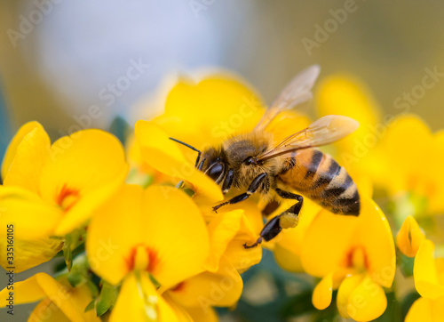 Honey Bee on Pea flower, Muogamarra Nature Reserve Australia © Gary