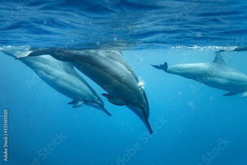 Wild Dolphins  Big Island Hawaii