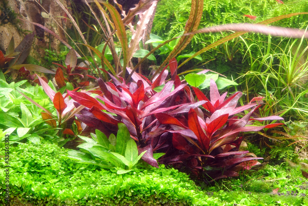 Colorful Aquatic plants in aquarium fish tank. Beautiful aquascaping layout with colorful