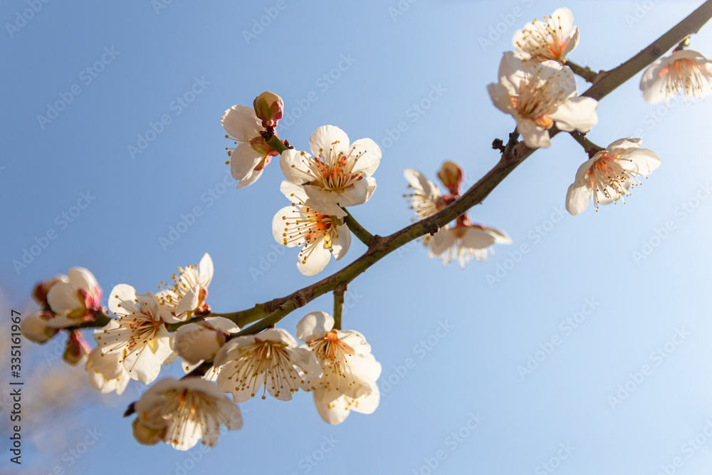 white plum blossoms bloomed against the sky in March of Korea white plum blossoms bloomed against the sky in March of Korea