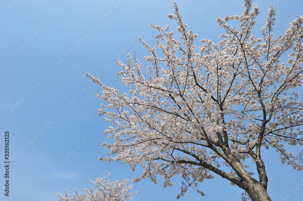 Spring Cherry blossom full bloom 