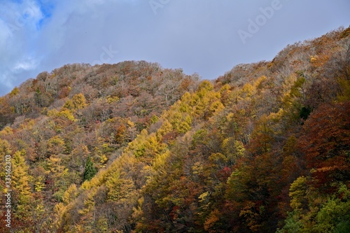 Fototapeta Naklejka Na Ścianę i Meble -  展望台から見る大山の紅葉風景＠鳥取
