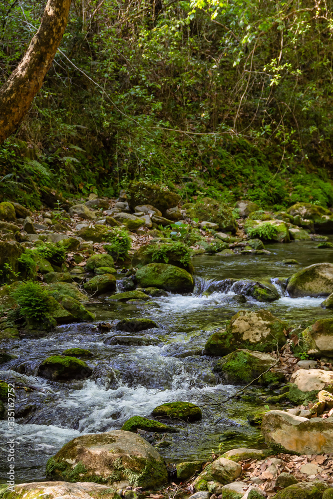 Paisaje selvático con río de agua limpia, arroyo, piedras y árboles