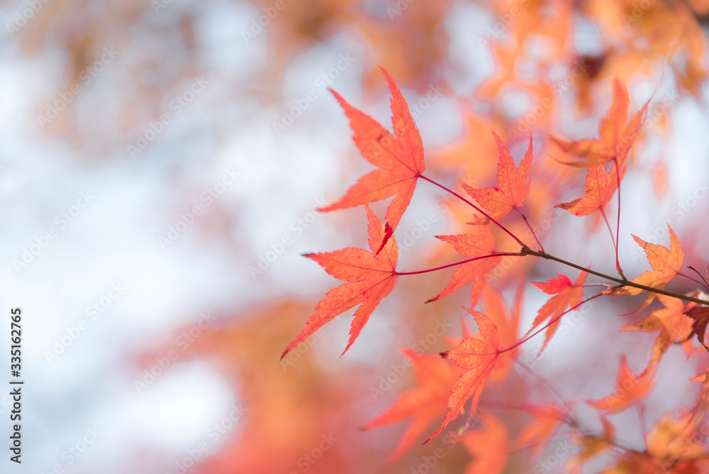Autumn season with red maple leafs Autumn season with red maple leafs