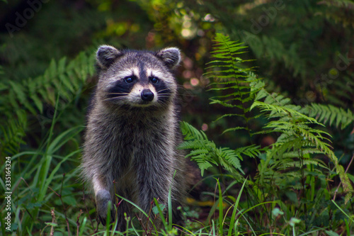 Begging raccoon © Patrick