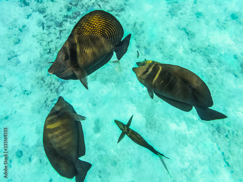 Fishes of the Red Sea, Egypt. Sailing Zebrasoma Desjardini (Zebrasoma desjardinii). Underwater shooting.	 photo