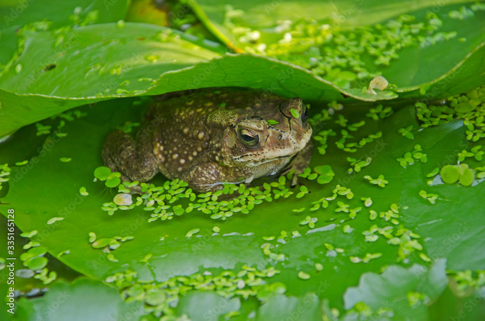 Surreptitious toad from enemies in water lily leaves