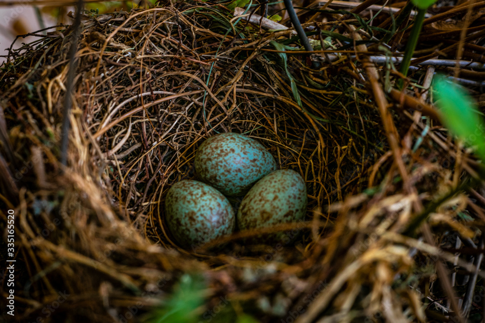 nest with eggs