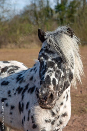 Portrait of a black and white spotted pony
