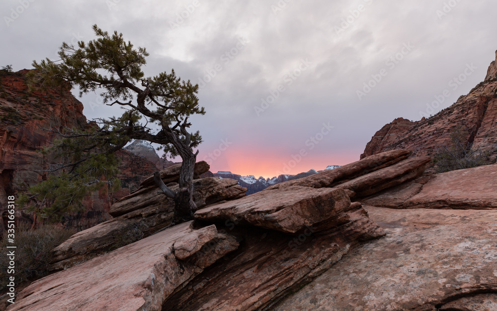 A juniper tree grows from a crack in the red sandstone of Zion National Park while the setting sun gives just a tinge of color to the clouds on the horizon.