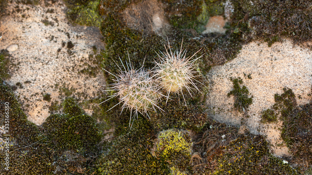 The beginnings of a cluster of hedgehog cactus grows in moss and between rocks on a mesa top in Southern Utah.