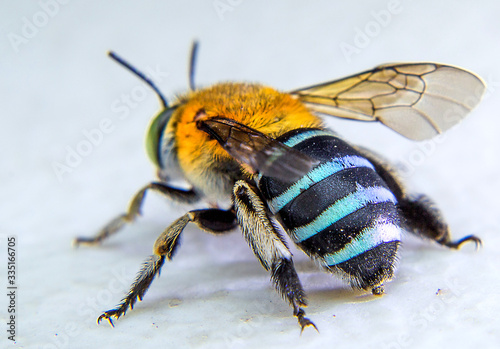 The blue banded bee is catching on the white board
