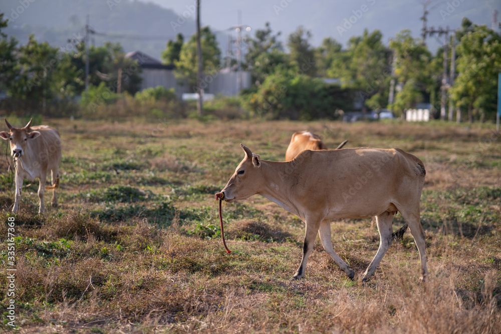 Naklejka premium cow in the field with palm