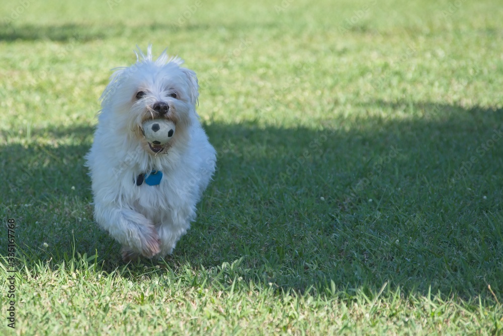 White Maltese dog running - fetching ball.