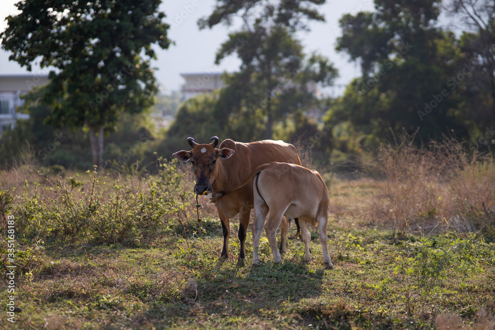 Close up mother cow with drinking calf in asian pasture Close up mother cow with drinking calf in asian pasture
