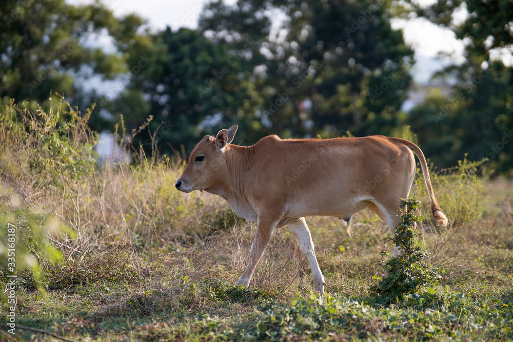 Asian cow walking across the field Asian cow walking across the field