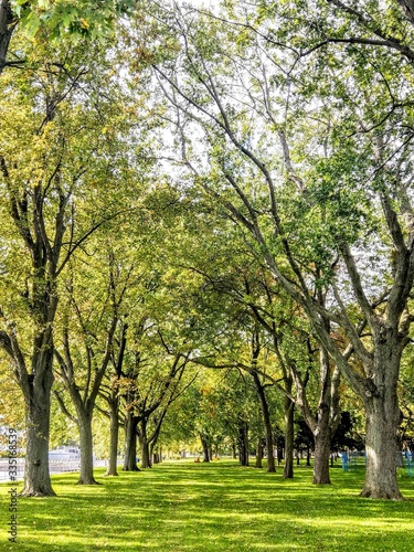 PATH OF TREES AT THE PARK