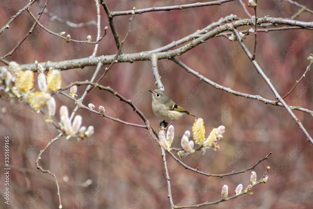 A picture of a Ruby-crowned_Kinglet perching on the branch. Vancouver BC Canada
A picture of a Ruby-crowned_Kinglet perching on the branch. Vancouver BC Canada