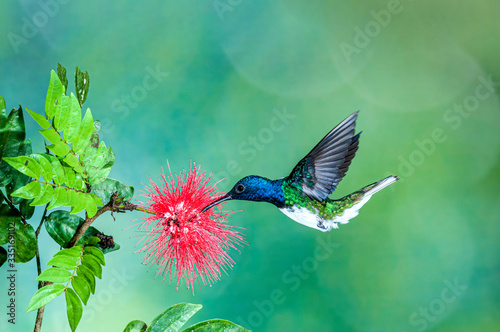 White-necked Jacobin Hummingbird Florisuga mellivora  photo