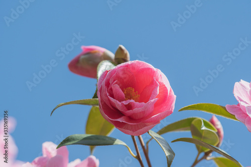 A closeup of some pink camellia flower blooming against the blue sky.   Vancouver BC Canada 