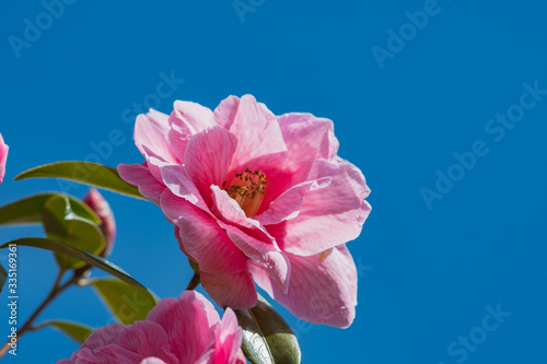 A closeup of some pink camellia flower blooming against the blue sky. Vancouver BC Canada 