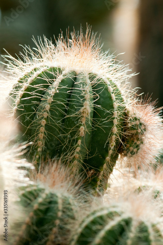 Close-up of cactus plant