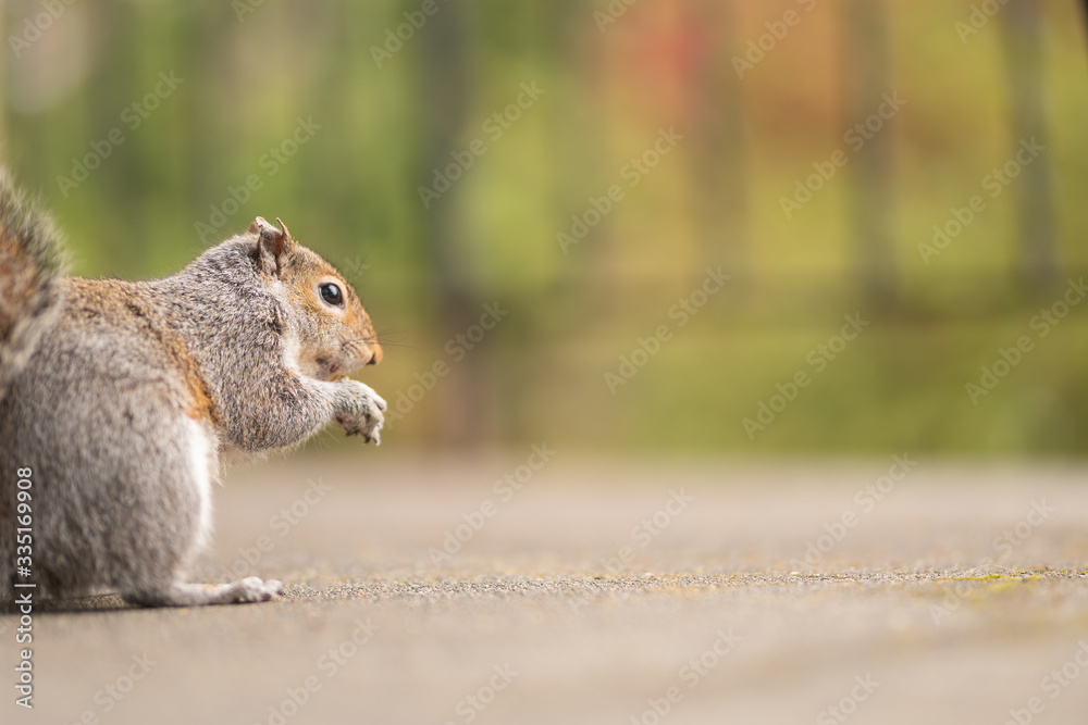 Obraz premium Cute squirrel with a nut in his mouth. Wildlife photography in the park. Feeding the mammals. Funny and fluffy gray and red squirrels. Copy space.