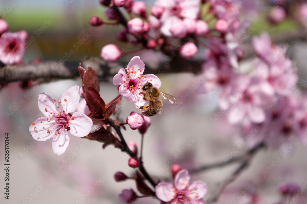 Fototapeta premium Honey bee sit on cherry flower , piking nectar. Beekeeping. Spring time. Blooming tree.