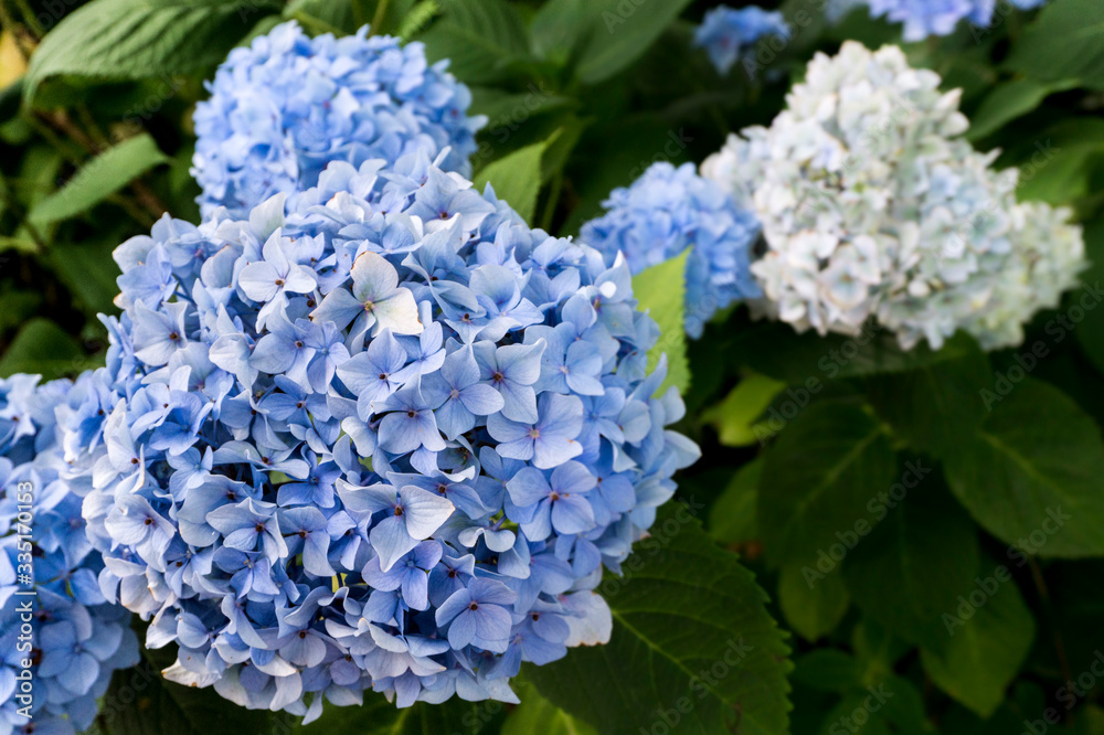 Blue and white Hydrangea flower (Hydrangea macrophylla) blooming in spring Blue and white Hydrangea flower (Hydrangea macrophylla) blooming in spring