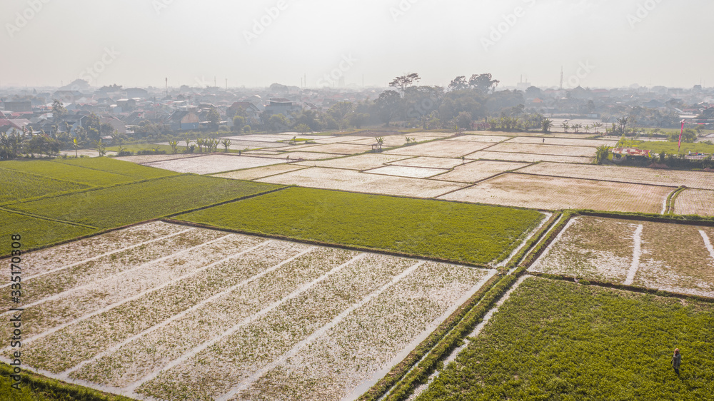 Rice field in the city side  in the morning 