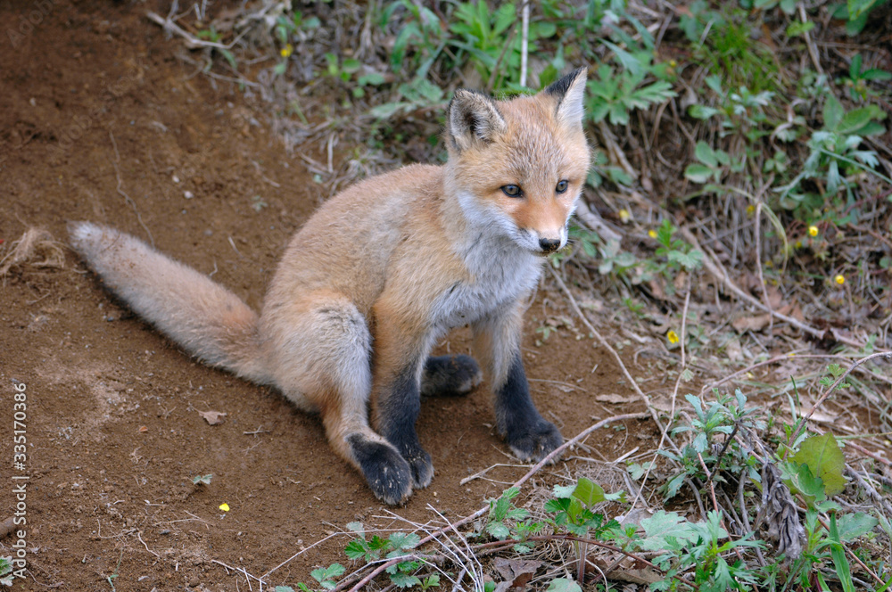 キタキツネの幼獣（北海道・大樹町）