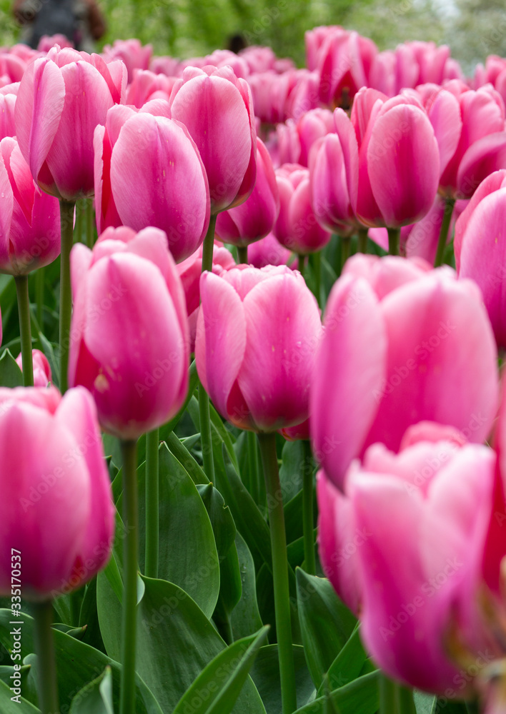 Blooming rose tone tulips in Keukenhof, worlds largest flower garden park Blooming rose tone tulips in Keukenhof, worlds largest flower garden park