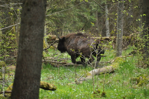 European bison grazing in a forest clearing in the Bialowieza Forest National Park in Poland