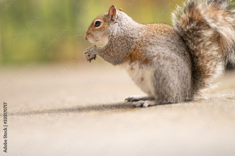 Fototapeta premium Gray fluffy squirrel eats a nut. Photo of a cute animal in nature. Red-haired mammal on a background of green trees. Feeding squirrels in the park and forest. Funny look. Copy space