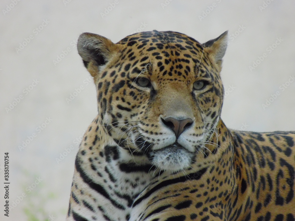 Obraz premium felino salvaje