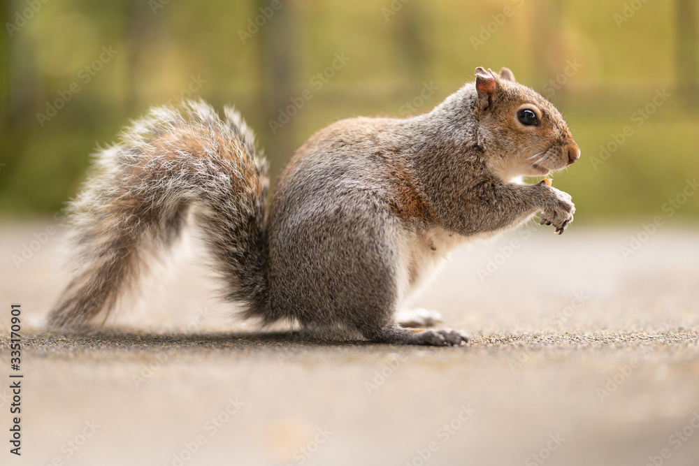 Picture of a funny squirrel with a nut. Feeding wild animals. Walk in a park or forest. Cute red mammal in the yard. Light green background. Wildlife photography. Picture of a funny squirrel with a nut. Feeding wild animals. Walk in a park or forest. Cute red mammal in the yard. Light green background. Wildlife photography.