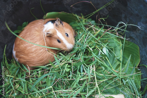 Cute dark brown and white stripe guinea pig "Cavia porcellus" enjoying his grass meal © SweetLemons