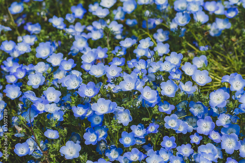 Field of Nemophila, or baby blue eyes (Nemophila menziesii, California bluebell), in soft light and shadow. photo