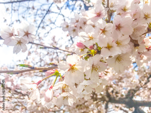 さくら サクラ 桜 花