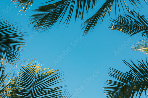 coconut palm leaves on a background of blue clear sky  summer background  travel  nature. Frame