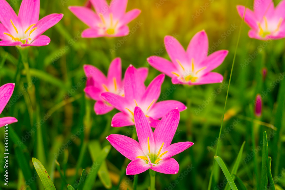 Beautiful little pink Rain lily petals blooming on fresh green linear leaves, called in Rain Flower plant for landscaped design Beautiful little pink Rain lily petals blooming on fresh green linear leaves, called in Rain Flower plant for landscaped design