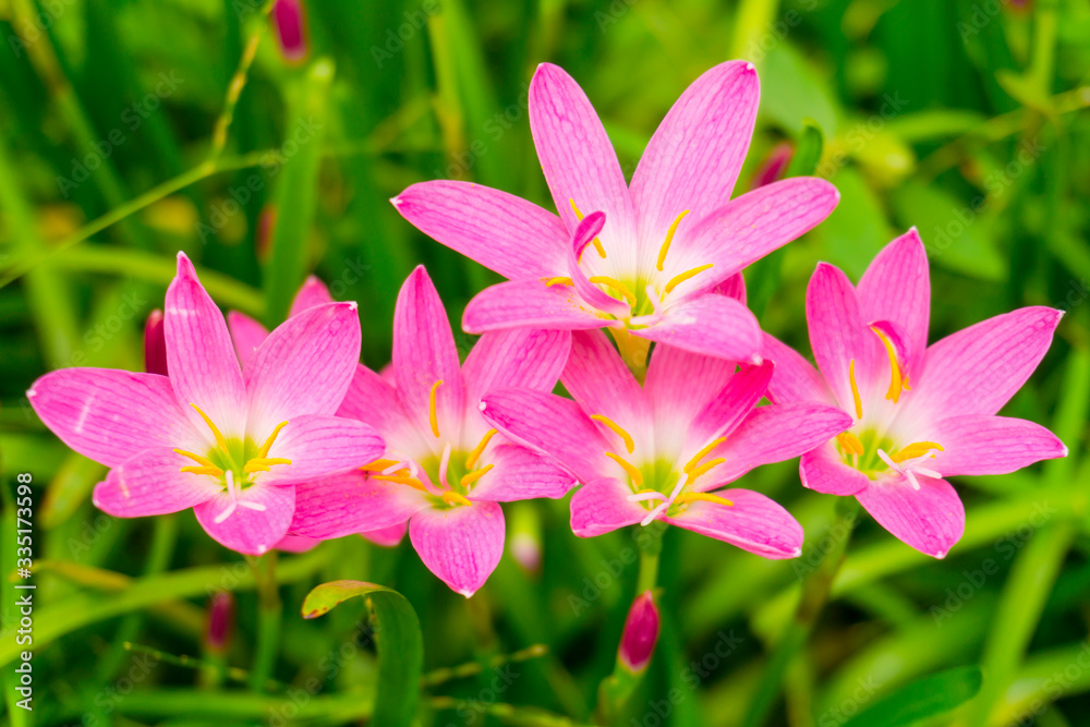 Beautiful little pink Rain lily petals blooming on fresh green linear leaves, called in Rain Flower plant for landscaped design Beautiful little pink Rain lily petals blooming on fresh green linear leaves, called in Rain Flower plant for landscaped design