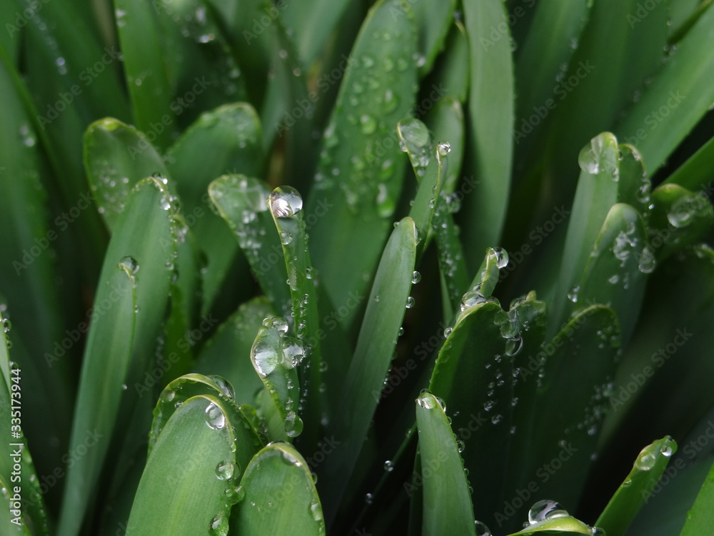 비가 갠 아침 수선화 잎에 매달린 물방울을 촬영