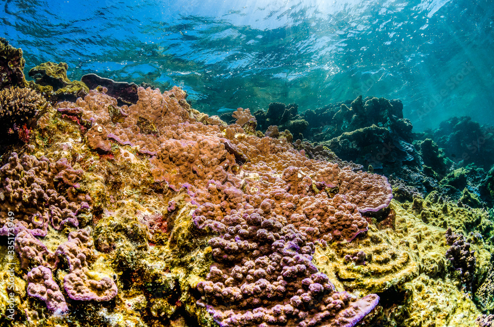 Obraz premium Pristine and colorful coral reef in crystal clear blue water