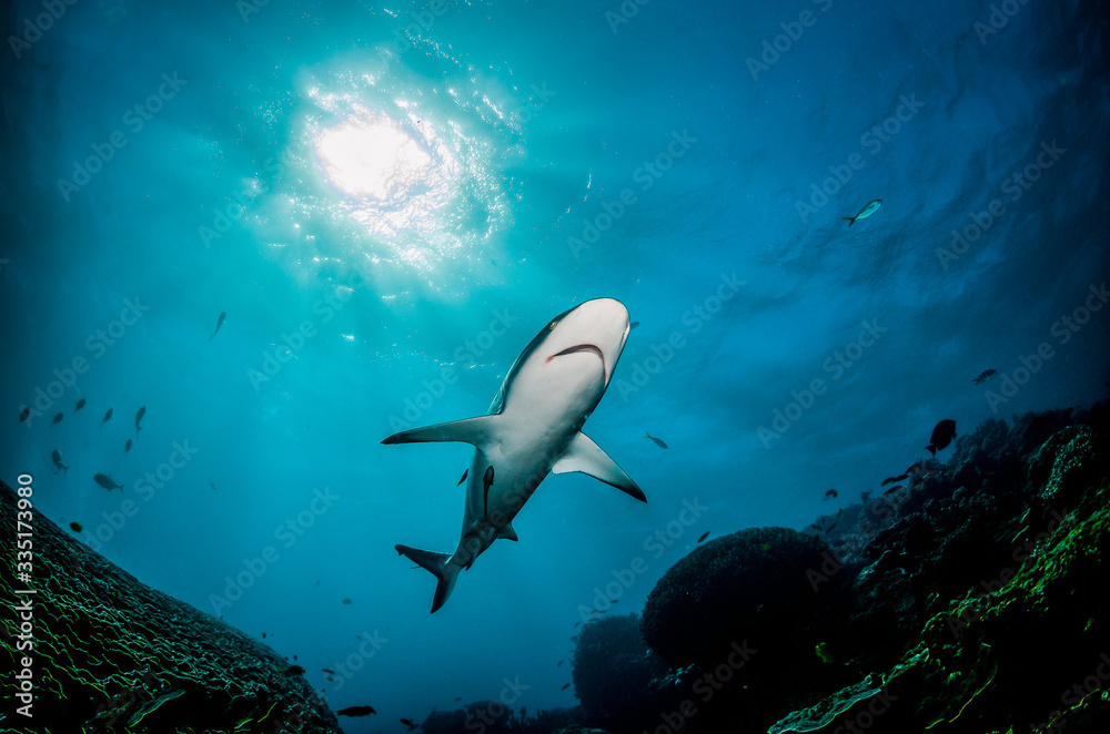 Grey reef shark swimming peacefully in open ocean around spectacular coral reef
