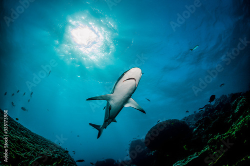 Grey reef shark swimming peacefully in open ocean around spectacular coral reef