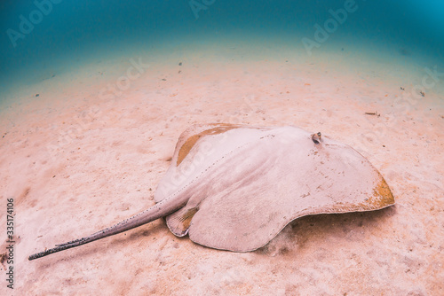 Stingray resting alone on a sandy sea floor