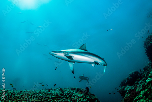 Grey reef shark swimming peacefully in open ocean around spectacular coral reef © Aaron