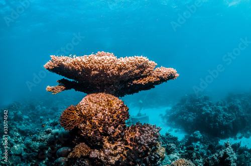 Pristine and colorful coral reef in crystal clear blue water