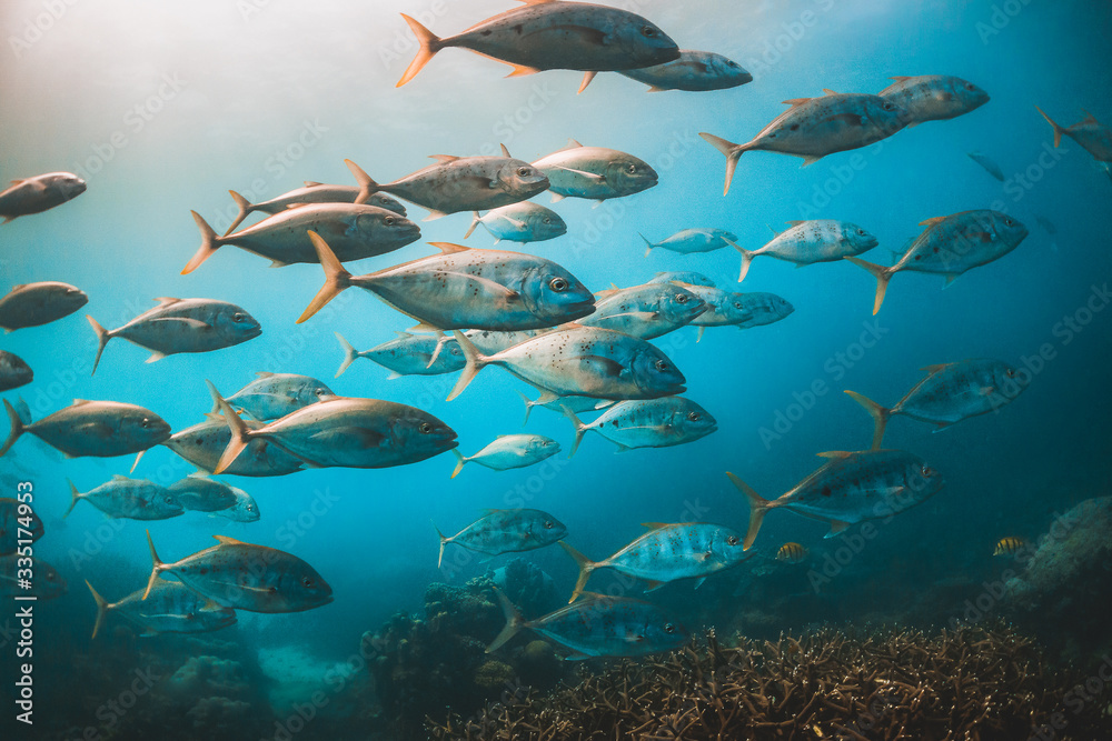 Schooling pelagic fish in clear blue water - obrazy, fototapety, plakaty 